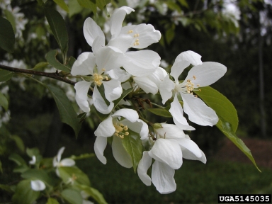 Spring Snow Crabapple