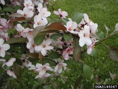 Sargent Cherry