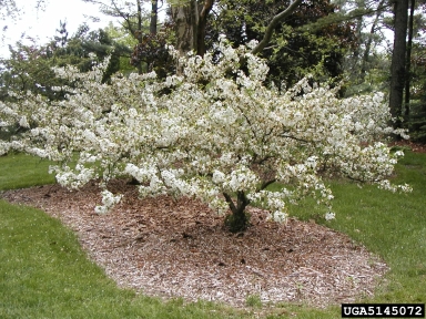 Sargent Crabapple