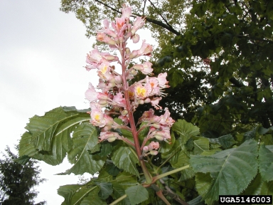 Red Horsechestnut