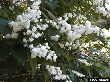 Fuzzy Deutzia