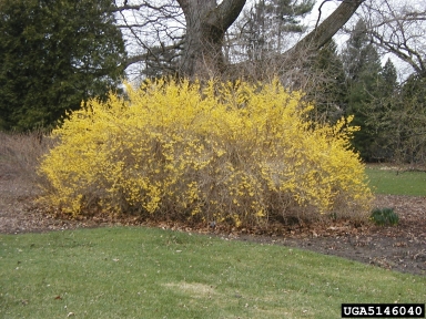 Border Forsythia