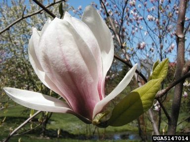 Saucer Magnolia