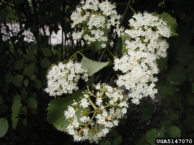 Arrowwood Viburnum