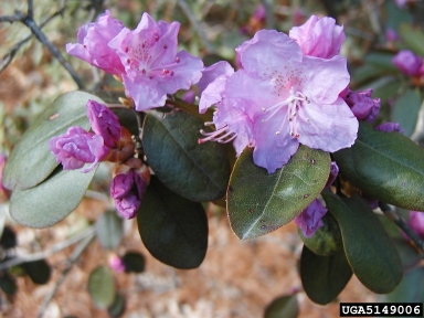 PJM Rhododendron