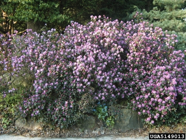 PJM Rhododendron