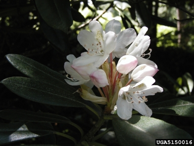Rosebay Rhododendron