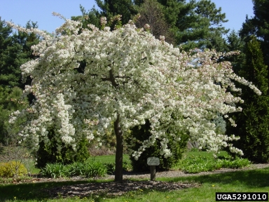 Donald Wyman Crabapple