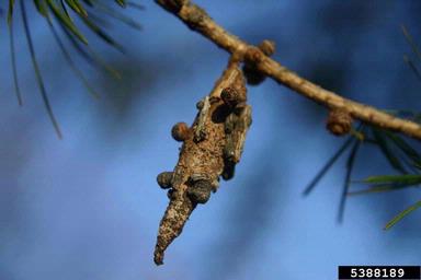 Bagworm