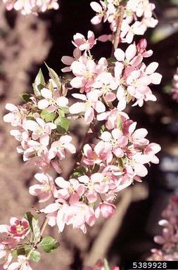 Donald Wyman Crabapple