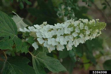 Oakleaf Hydrangea