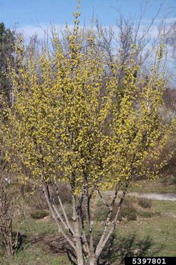 Corneliancherry Dogwood