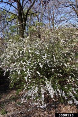 Vanhoutte Spirea