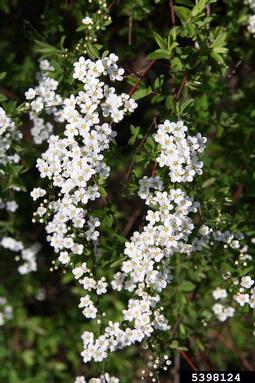 Vanhoutte Spirea