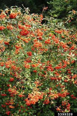 Scarlet Firethorn