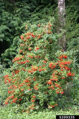 Scarlet Firethorn