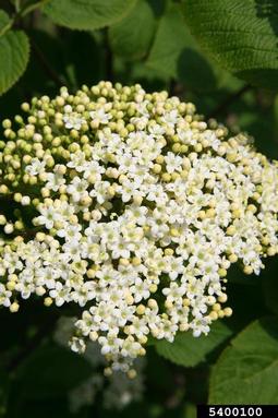 Wayfaringtree Viburnum