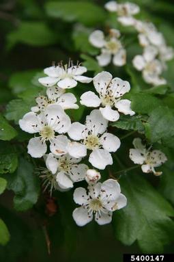 Ohio Pioneer Thicket Hawthorn