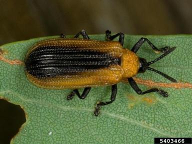 Locust Leafminer