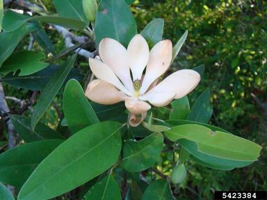 Sweetbay Magnolia