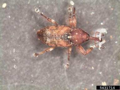 White Pine Weevil