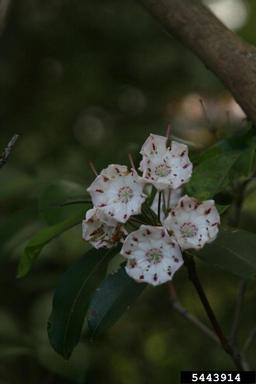 Mountain-laurel