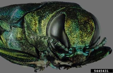Emerald Ash Borer