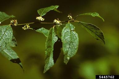 Winterberry Holly