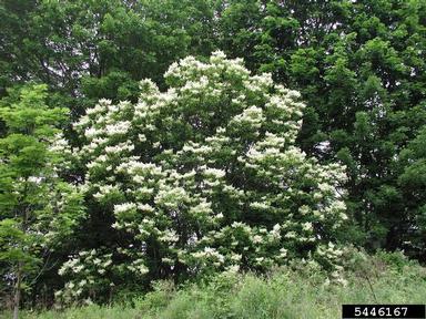 Japanese Tree Lilac