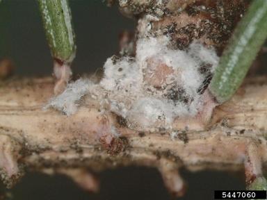Eastern Spruce Gall Adelgid