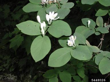 Tatarian Honeysuckle