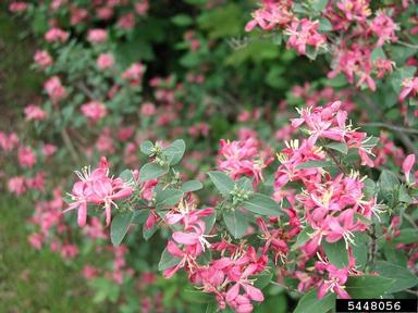 Tatarian Honeysuckle