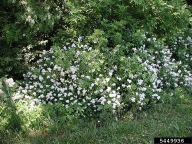 Multiflora Rose