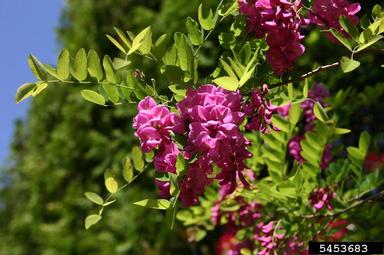 Black Locust