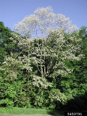 Black Locust