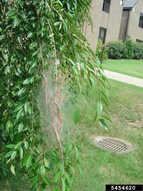 Fall Webworm