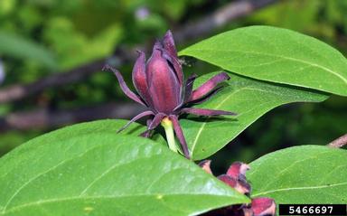 Common Sweetshrub