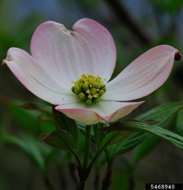Flowering Dogwood