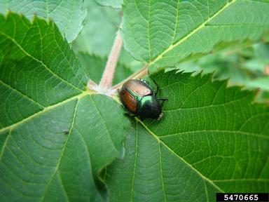 Japanese Beetle