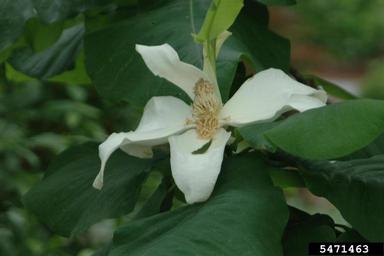Umbrella Magnolia