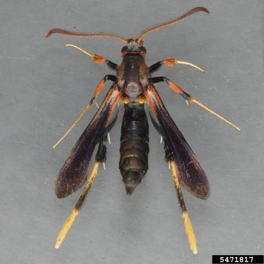 Lilac Borer