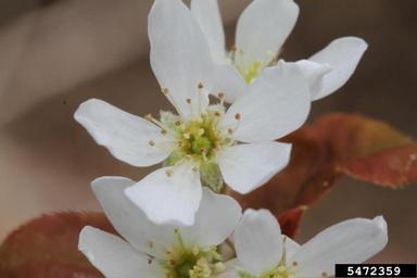 Allegheny Serviceberry