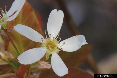 Regent Serviceberry