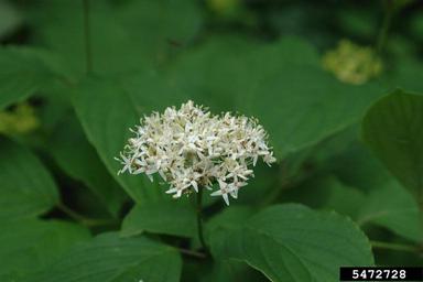 Redosier Dogwood