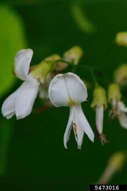 American Yellowwood