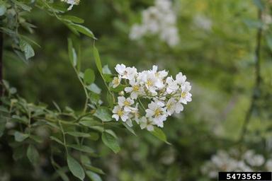 Multiflora Rose