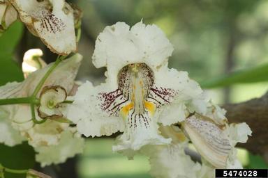 Northern Catalpa