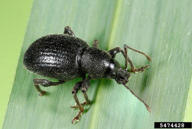Black Vine Weevil