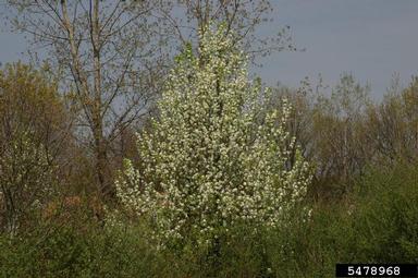 Chanticleer Callery Pear