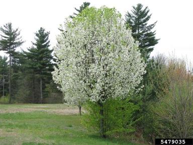 Bradford Callery Pear